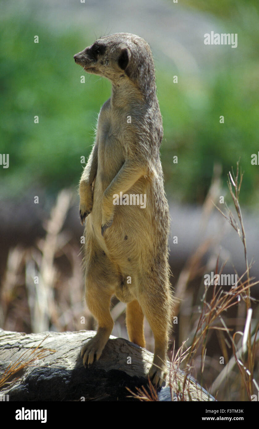 Erdmännchen (SURICATA SURICATTA) steht auf den HINTERBEINEN, Adelaide Zoo, South Australia. Stockfoto