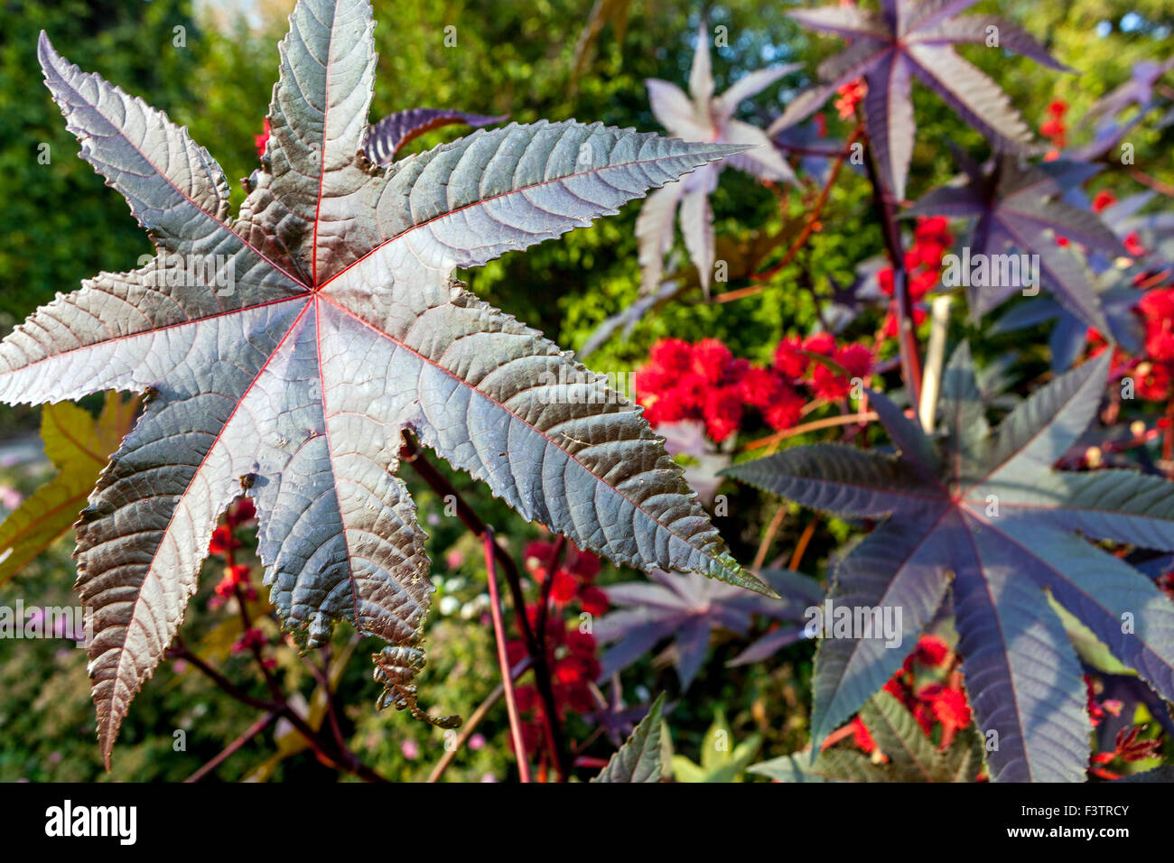 Ricinus communis "Carmencita" , Gartenblätter aus Rizinusöl Stockfoto