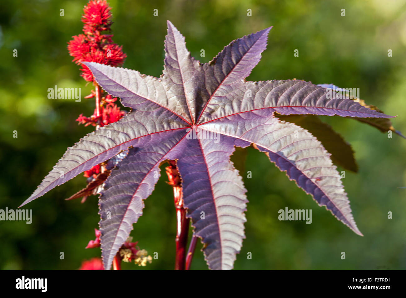 Rizinusölpflanze, Ricinus communis, Blätter, giftige Pflanze Stockfoto