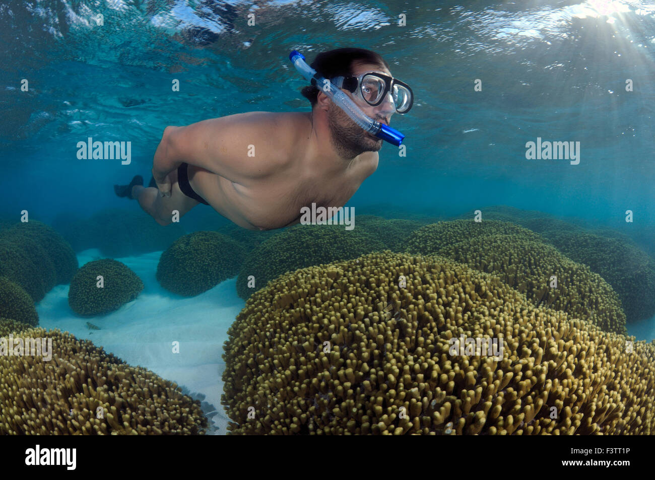Man schwimmt in einem Korallenriff, Indischer Ozean, Malediven Stockfoto