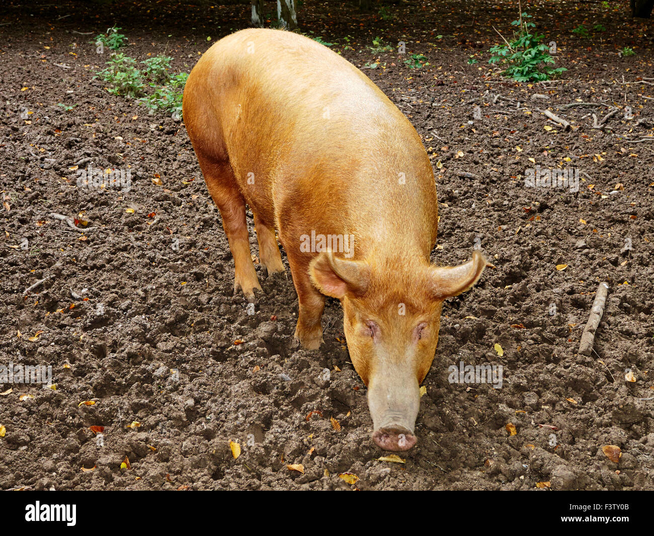 Tamworth sät Nahrungssuche in einem schlammigen Stift mit Zaun und Schuppen, Landwirtschaft im 16. Jahrhundert darstellt. Stockfoto