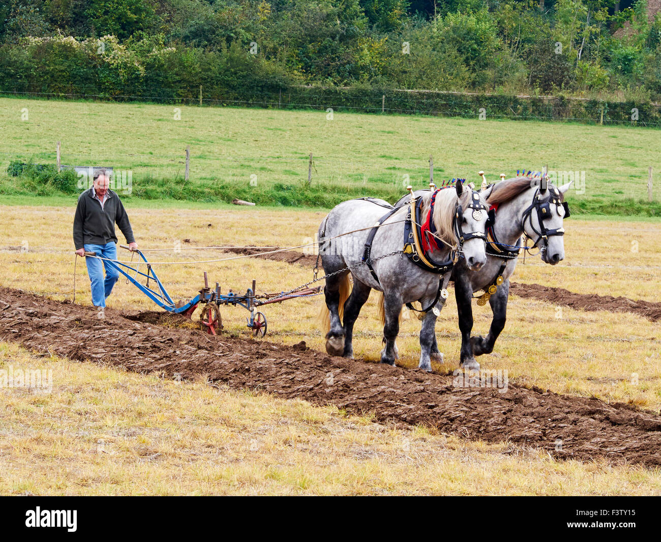 Pflügen mit einem Team von Pferden am Weald and Downland Museum, W Sussex demonstriert. Stockfoto
