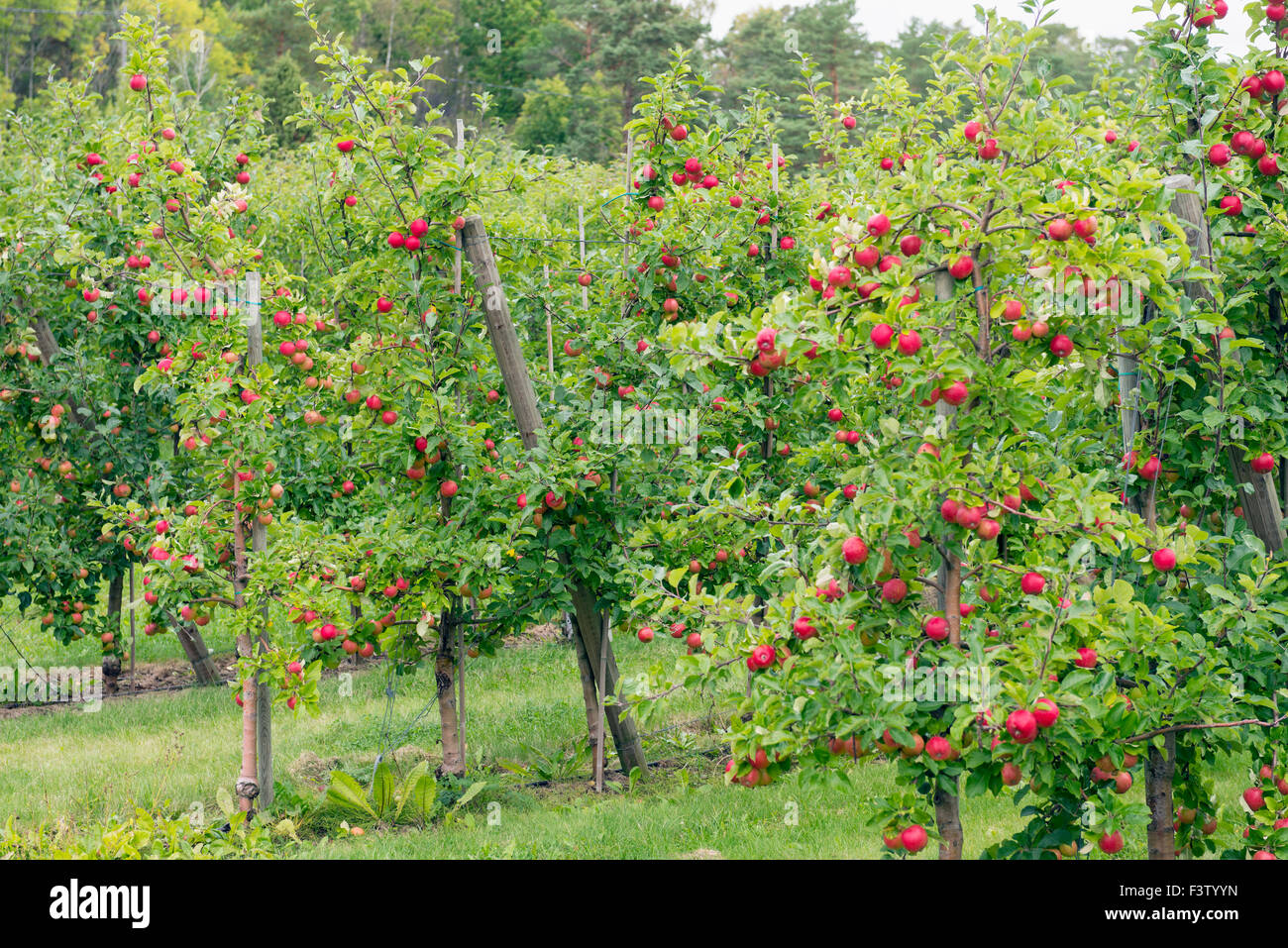 Wachsenden Äpfel Stockfoto