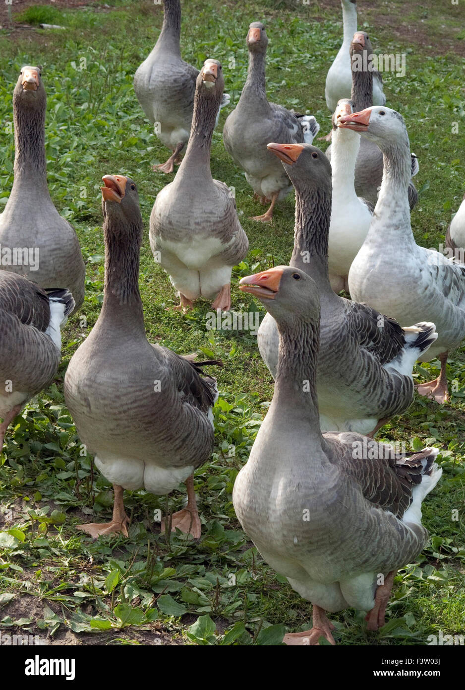 Pommerngaense Stockfoto