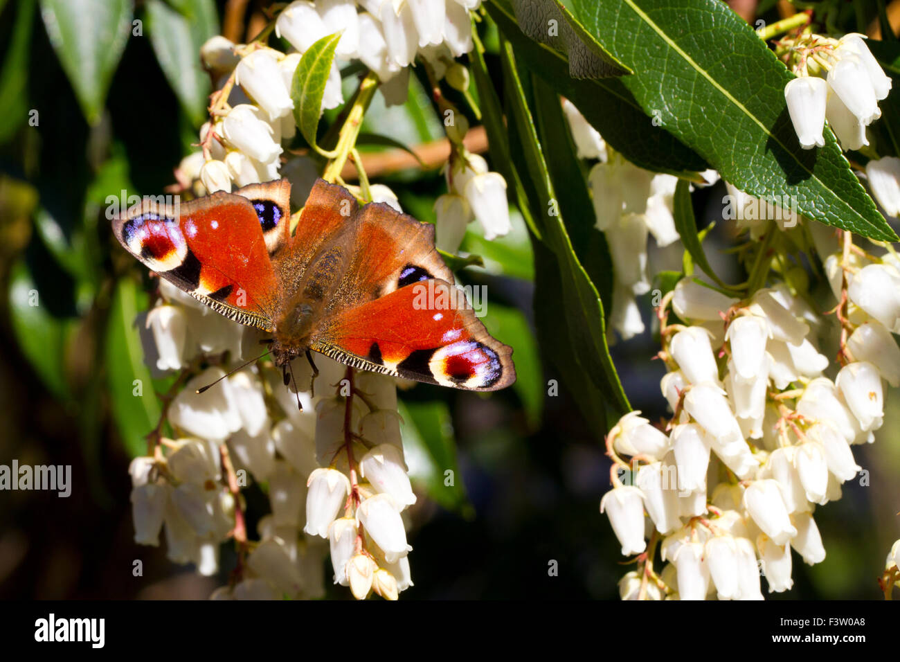 Tagpfauenauge (Nymphalis io) nach der Fütterung auf Blüten der japanischen Pieris (Pieris japonica) in einem Garten. Powys, Wales. April. Stockfoto