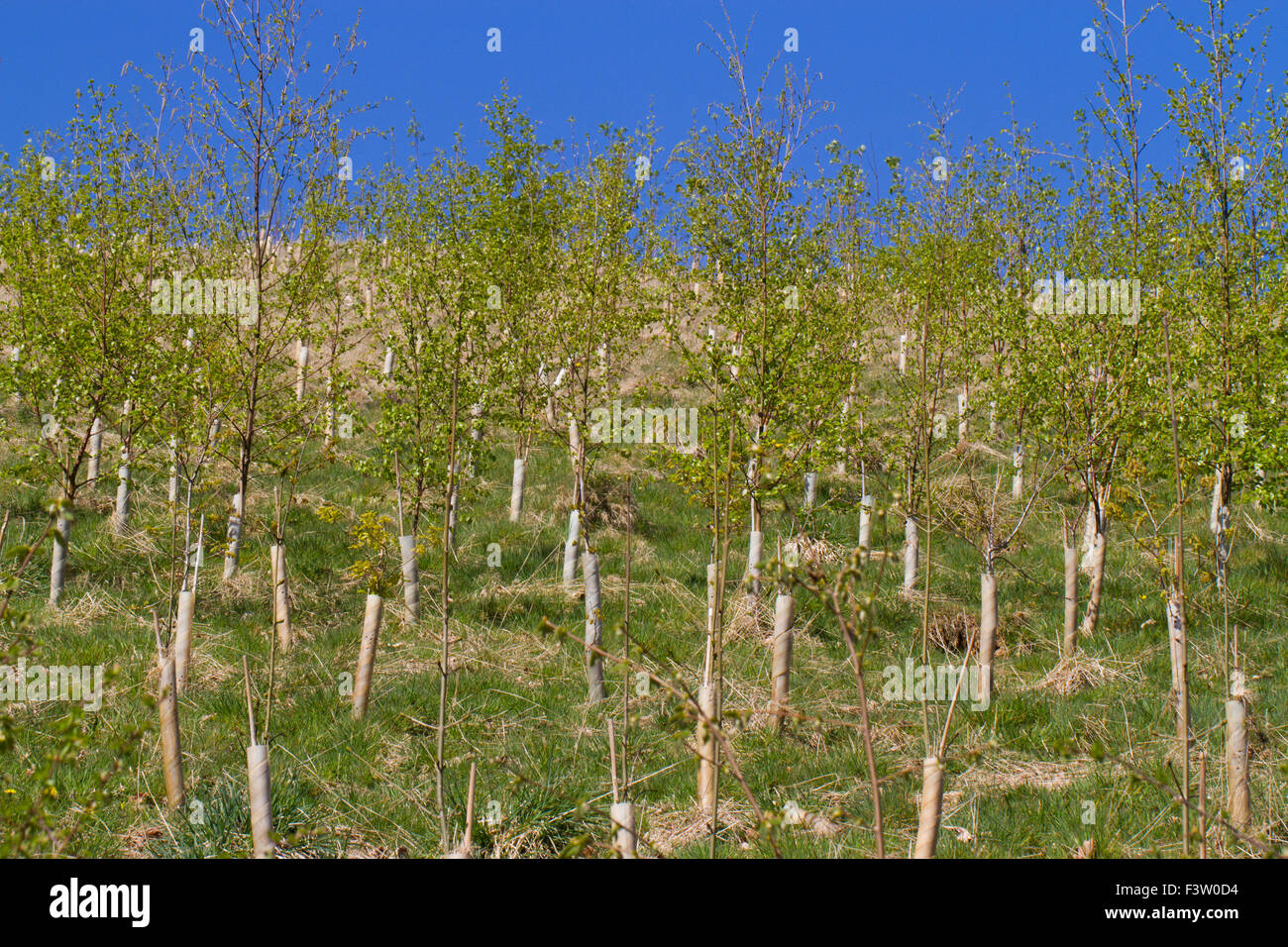 Junge Bäume in einem neu angepflanzten Wald auf einem Bergbauernhof in Powys, Wales. April. Stockfoto