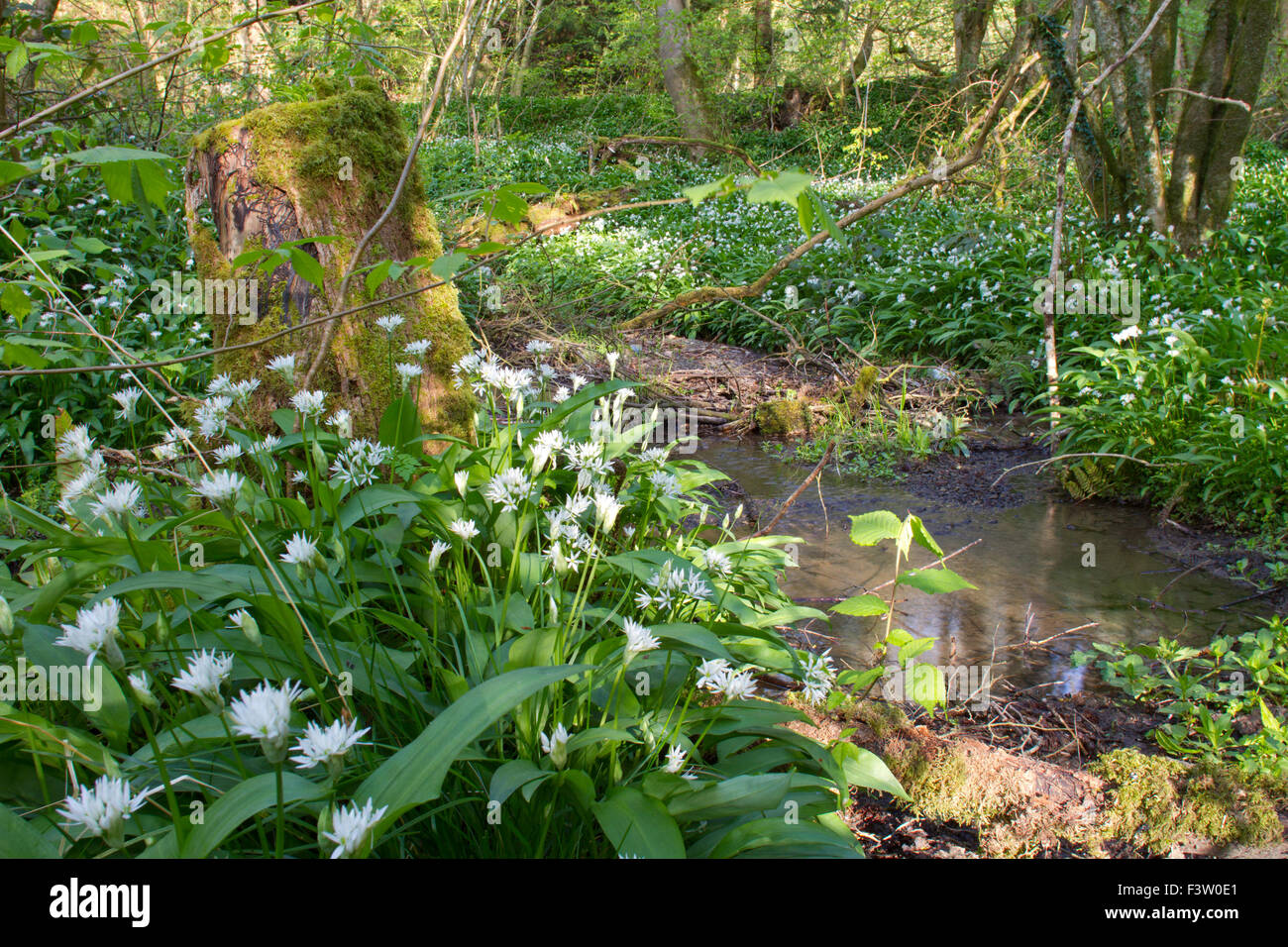 Bärlauch oder Bärlauch (Allium Ursinum) blühen neben einem Waldbach. Powys, Wales. Mai. Stockfoto