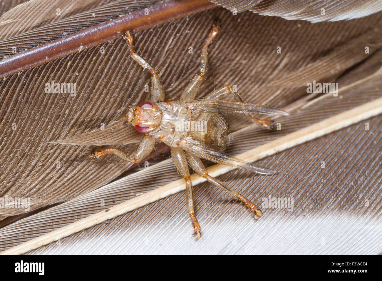 Laus-Fly (Crataerina Hirundinis) Erwachsenfrau auf Federn. Aufgezogen von einer Puppe in einem Nest der Mehlschwalbe (Delichon Urbica) gefunden. Stockfoto