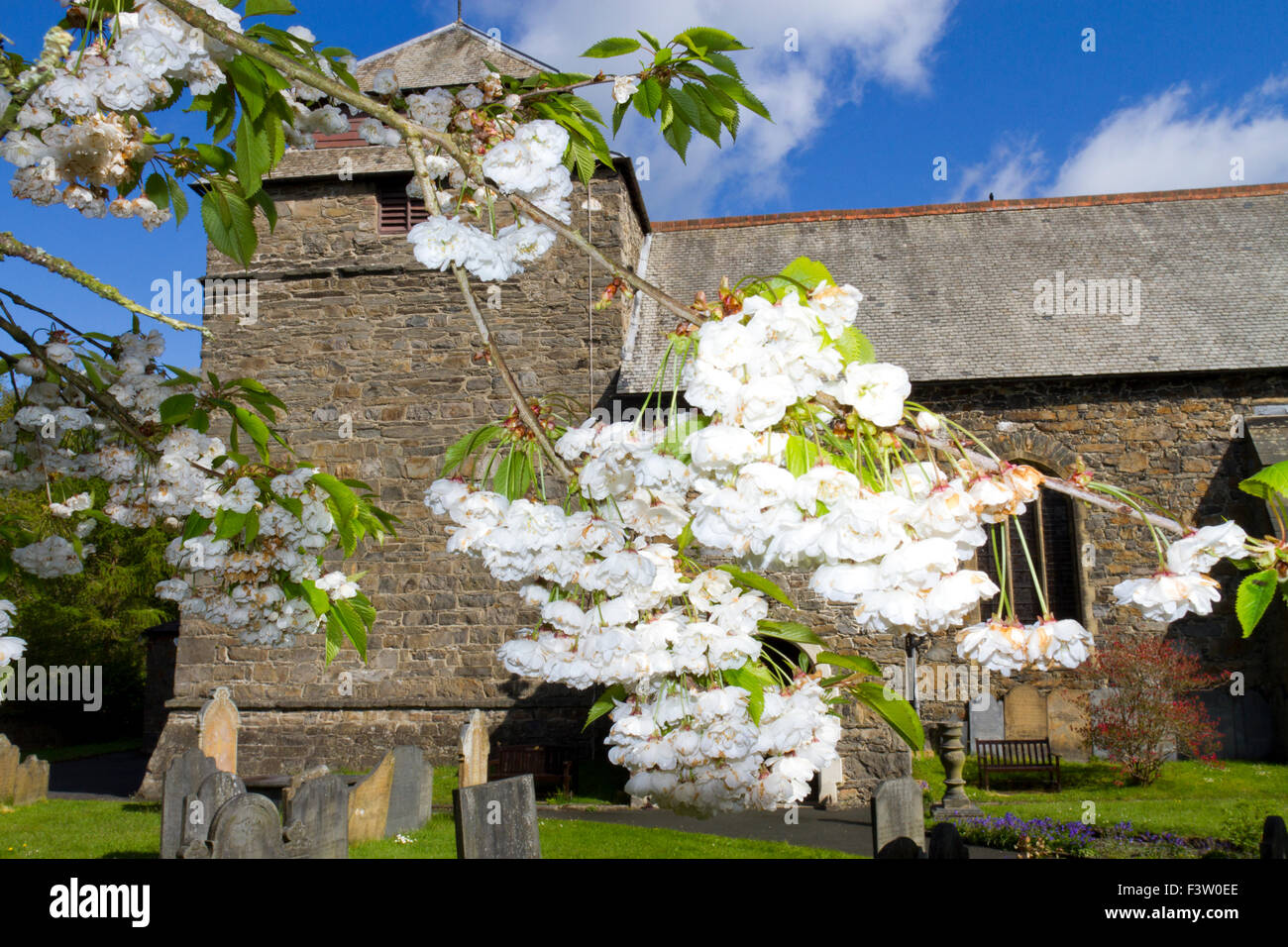 Japanische blühende Kirsche (Prunus SP.) doppelt-geblüht Form blüht in einem Kirchhof. Llanidloes, Powys, Wales. Mai. Stockfoto