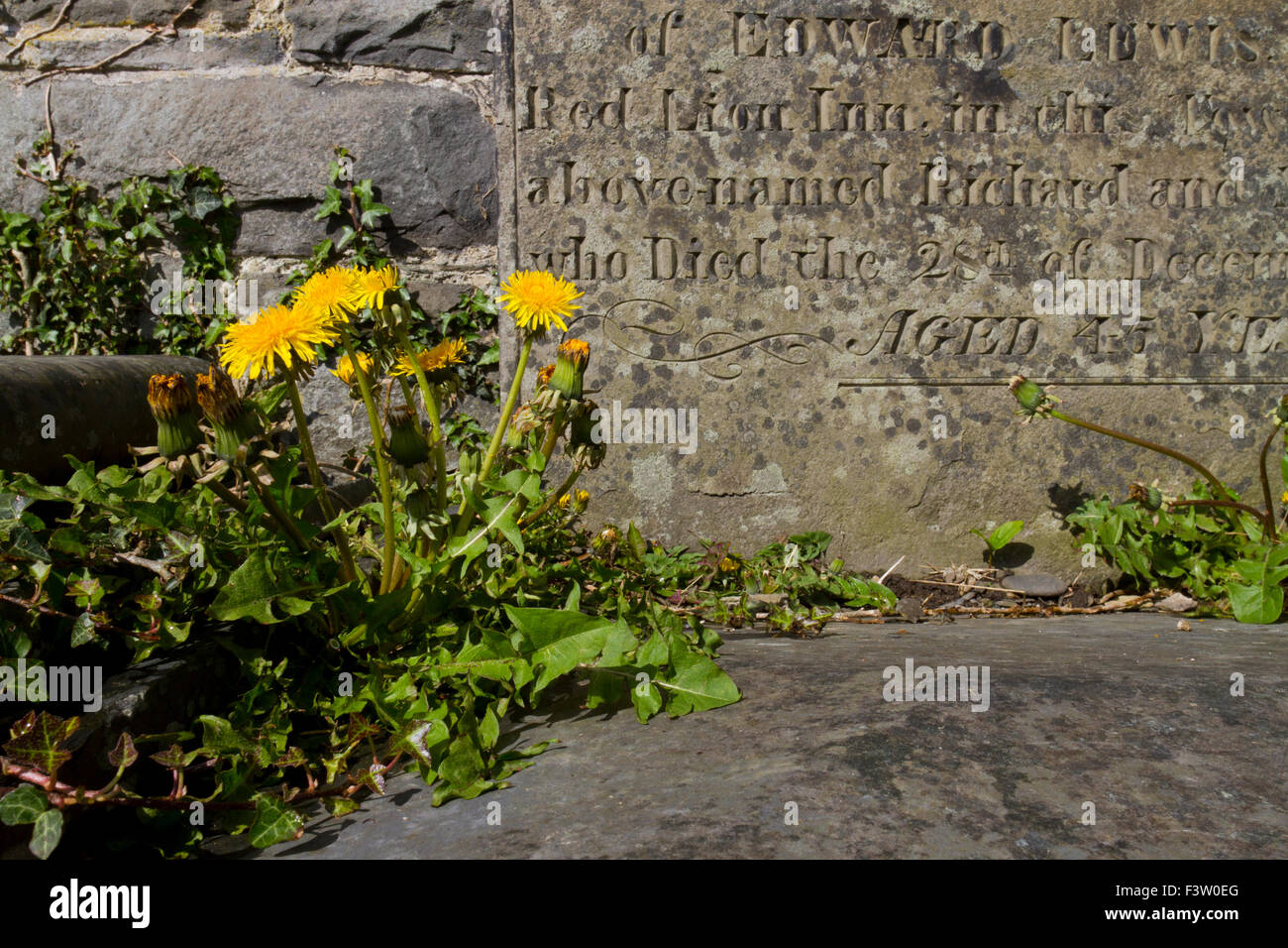 Löwenzahn (Taraxacum SP.) Blüte, wächst zwischen Steinplatten auf einem Friedhof. Powys, Wales. Mai. Stockfoto