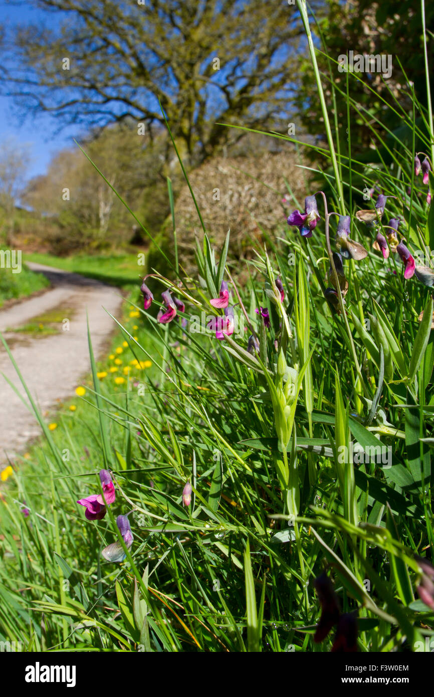 Bitter-Wicke (Lathyrus Linifolius) Blüte an der Basis der Hecke. Powys, Wales. Mai. Stockfoto