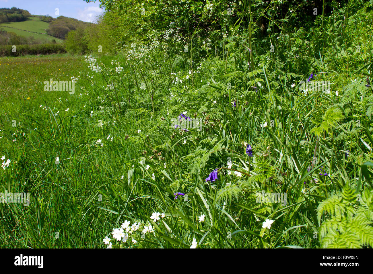 Wildblumen (Glockenblumen, größere Stitchwort Hedge Petersilie) wachsen an der Basis einer Hecke auf einem Bio-Bauernhof. Powys, Wales. Mai. Stockfoto