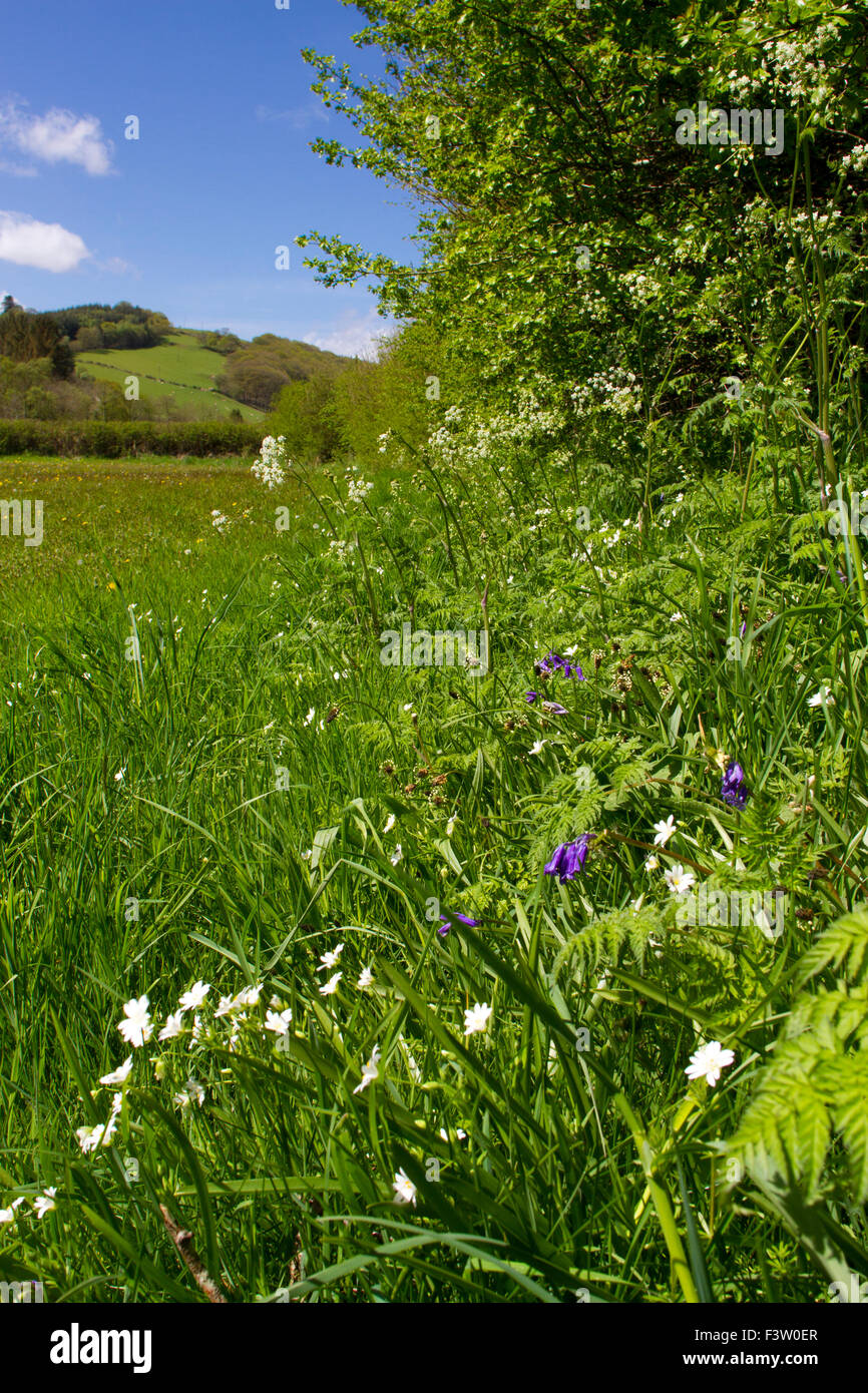 Wildblumen (Glockenblumen, größere Stitchwort Hedge Petersilie) wachsen an der Basis einer Hecke auf einem Bio-Bauernhof. Powys, Wales. Mai. Stockfoto