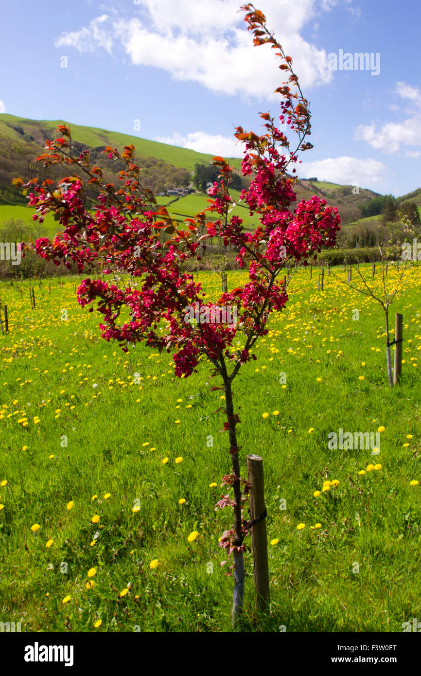 Krabbe Kulturapfel (Malus SP.) Sorte 'Harry Baker", Baum, Blüte in einem Bio-Obstgarten. Powys, Wales. Mai. Stockfoto