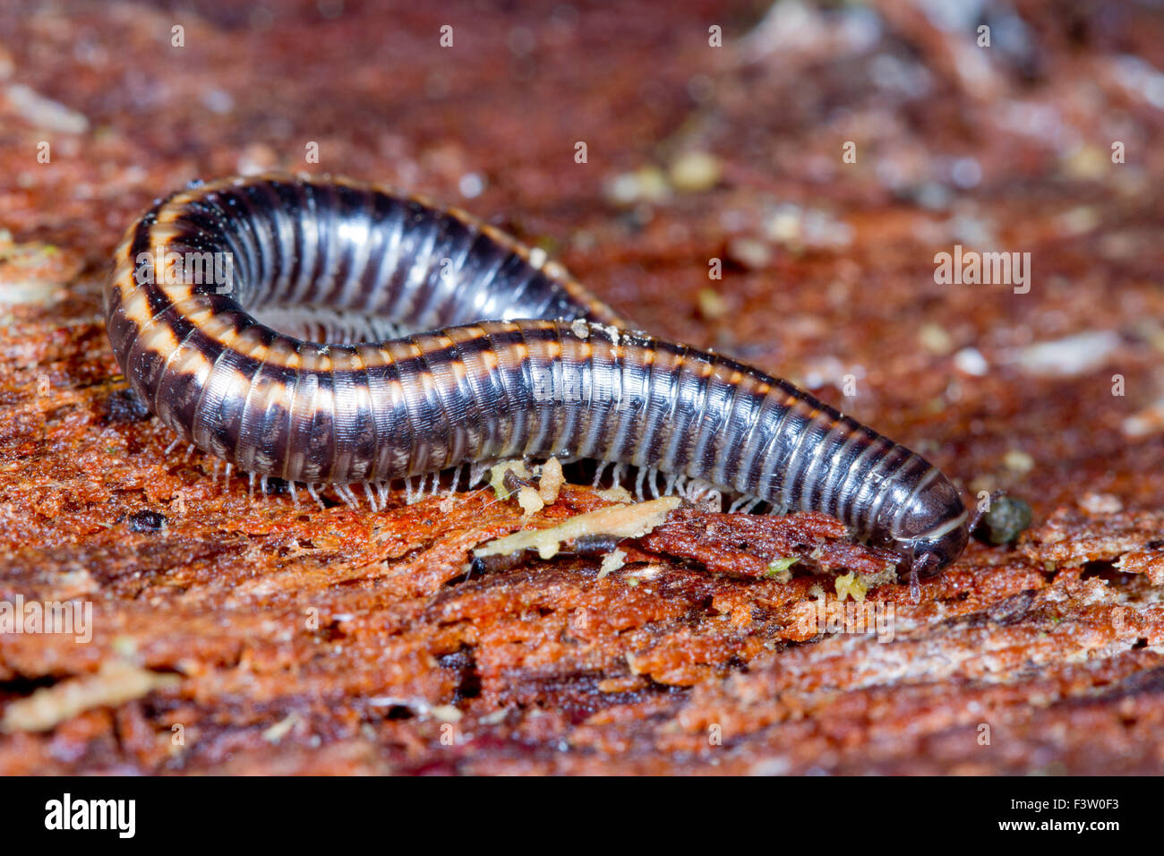 Gestreifte Tausendfüßer (Ommatoiulus Sabulosus) Erwachsenen auf faulenden Baumrinde. Powys, Wales. Mai. Stockfoto