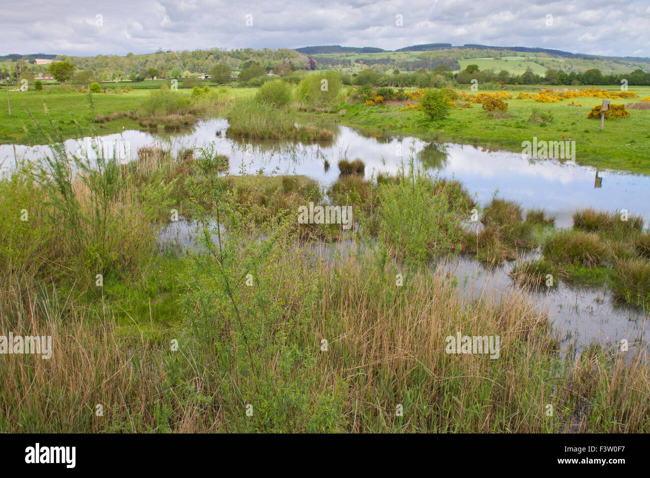 Blick über einen Pool an Dolydd Hafren Naturschutzgebiet. Montgomeryshire Wildflife Vertrauen Powys, Wales. Mai. Stockfoto