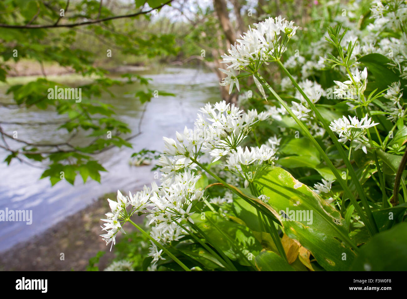 Bärlauch oder Bärlauch (Allium Ursinum) Blüte am Ufer des Flusses Severn. Powys, Wales. Mai. Stockfoto