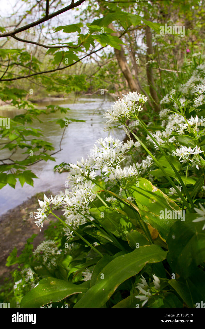 Bärlauch oder Bärlauch (Allium Ursinum) Blüte am Ufer des Flusses Severn. Powys, Wales. Mai. Stockfoto