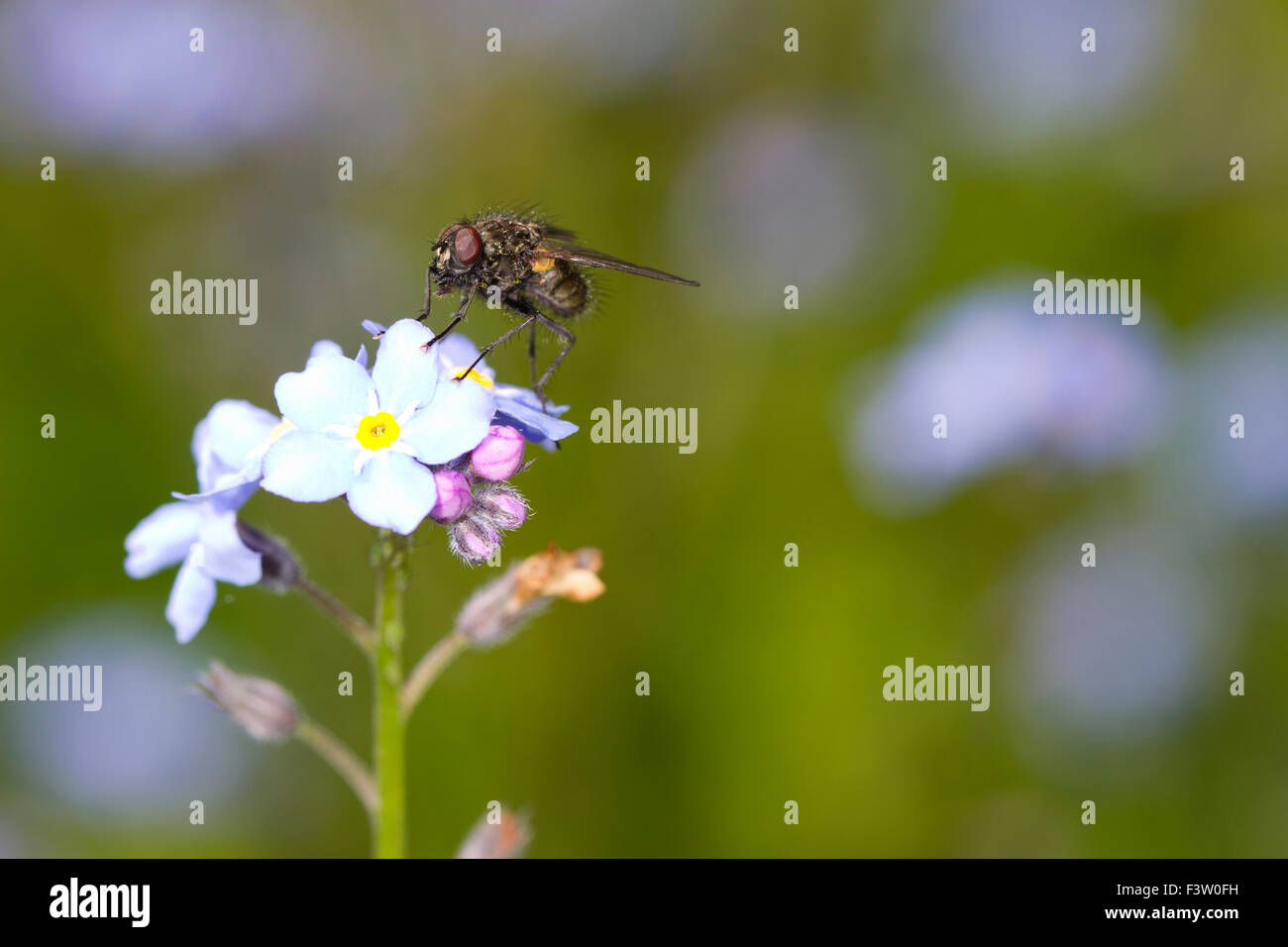 (Familie Muscidae) Erwachsenen auf Blumen Holz Vergissmeinnicht (Myosotis Sylvatica) fliegen. Powys, Wales. Mai. Stockfoto