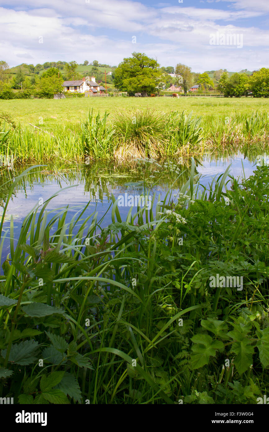 Rinder unter einem Eichenbaum auf der Weide neben dem Montgomery-Kanal. Powys, Wales. Mai. Stockfoto