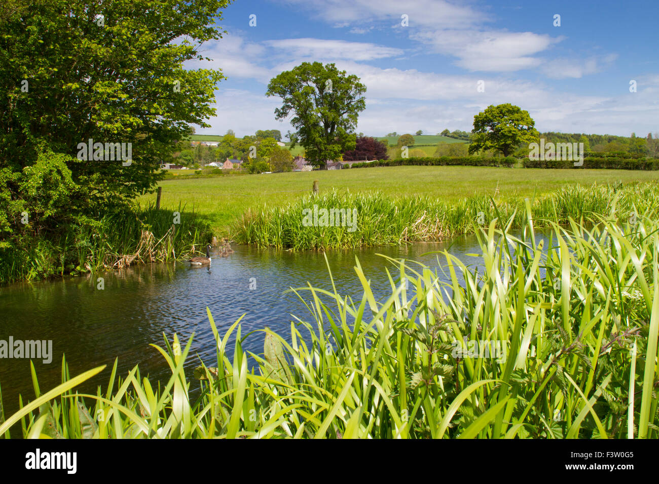 Blick auf die Felder neben den Montgomery-Kanal. In der Nähe von Berriew, Powys, Wales. Mai. Stockfoto