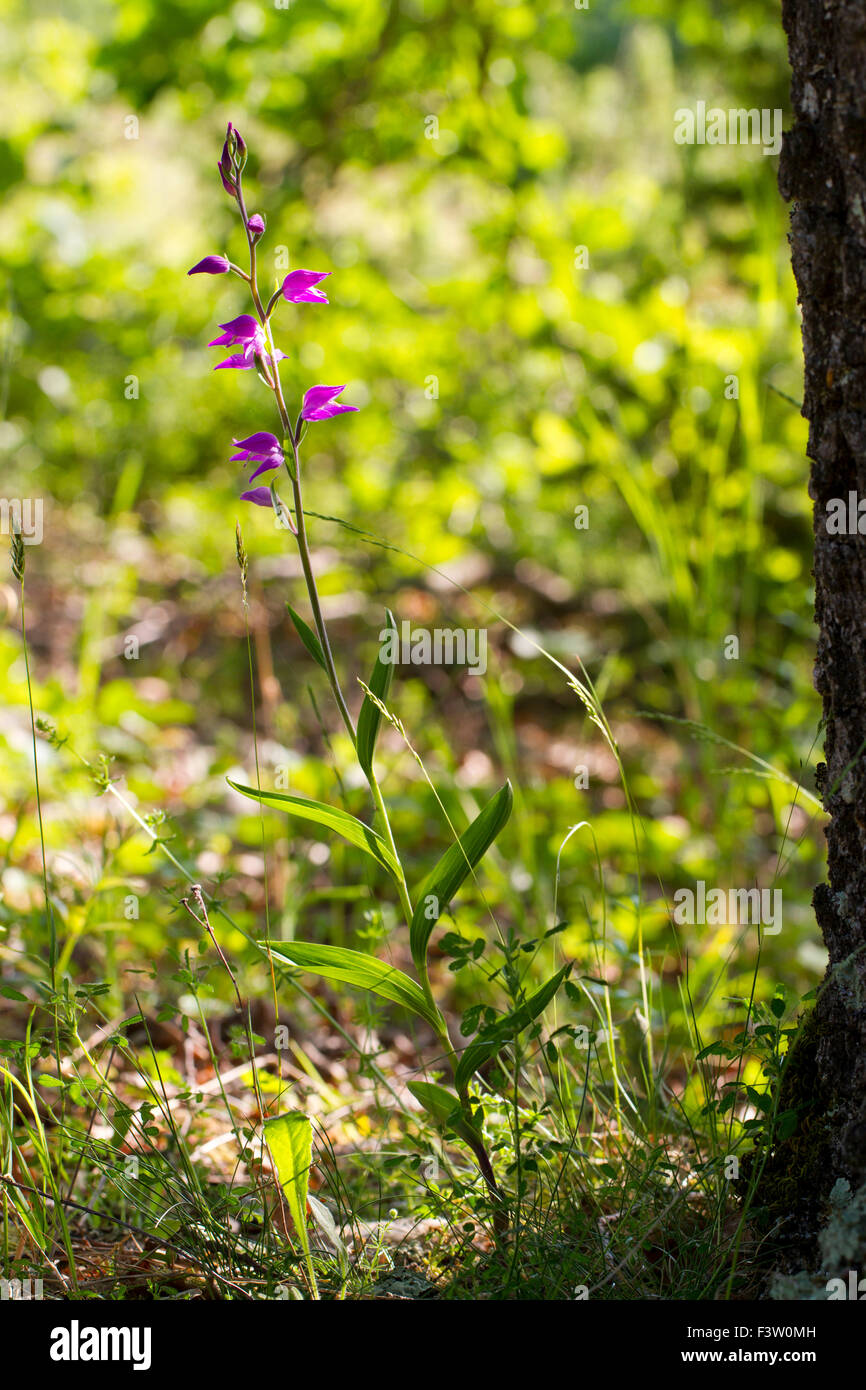 Red Helleborine (Cephalanthera Rubra) Blüte in offenen Wäldern. Auf dem Causse de Gramat, viel Region, Frankreich. Mai. Stockfoto