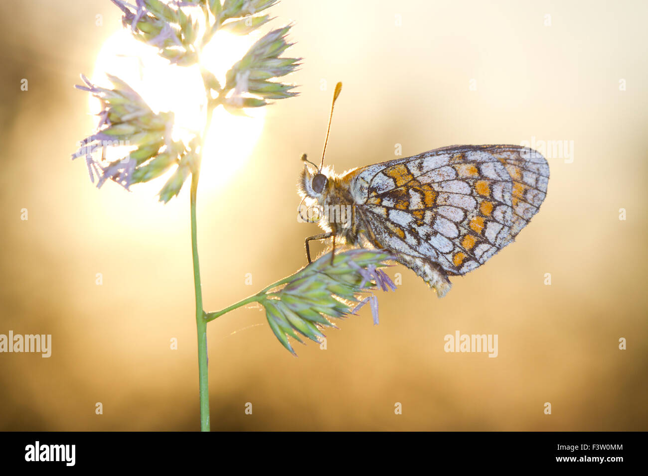 Heide Fritillary Butterfly (Mellicta Athalia) Erwachsener Schlafplatz bei Sonnenuntergang. Auf dem Causse de Gramat, viel Region, Frankreich. Mai. Stockfoto