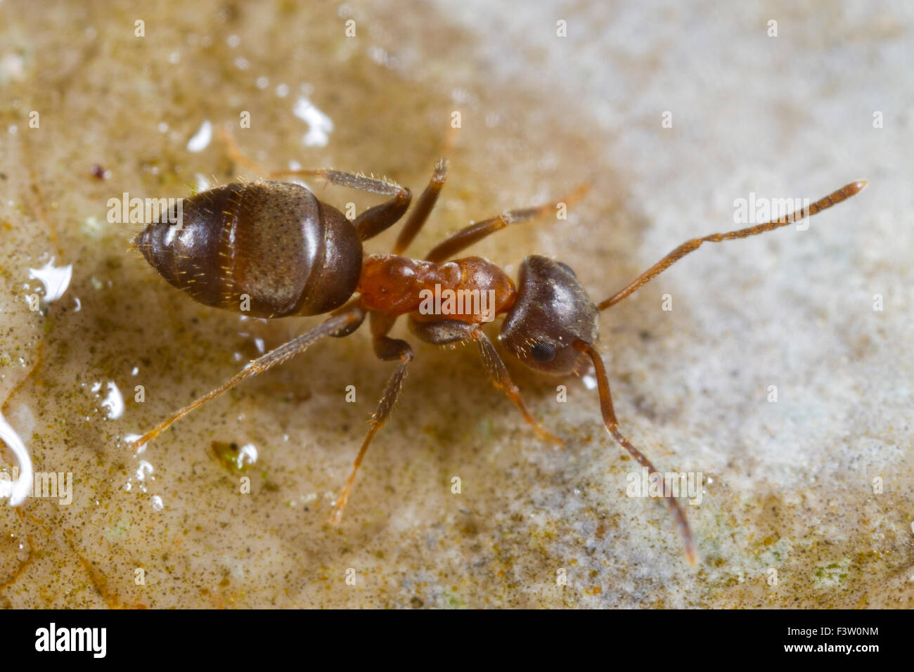 Wilde ameise -Fotos und -Bildmaterial in hoher Auflösung – Alamy