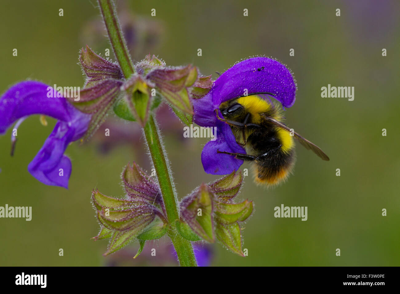 Frühe Hummel (Bombus Pratorum) Männchen ernähren sich von einer Wiese Salbei (Salvia Pratensis) Blume. Frankreich. Stockfoto