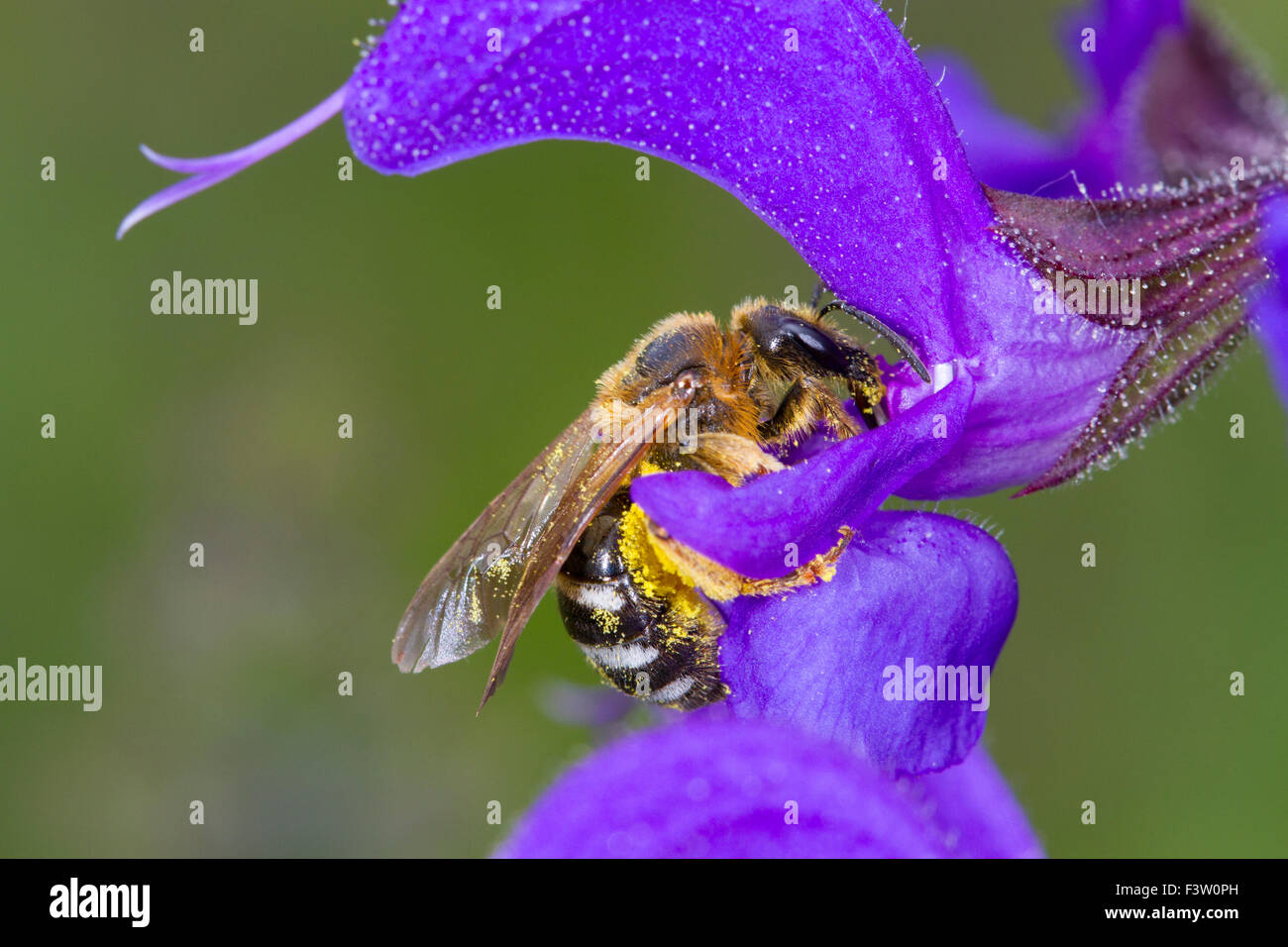 Einsame Biene (Früchte SP.) Erwachsenfrau Fütterung auf eine Wiese Salbei (Salvia Pratensis) Blume. Frankreich. Stockfoto