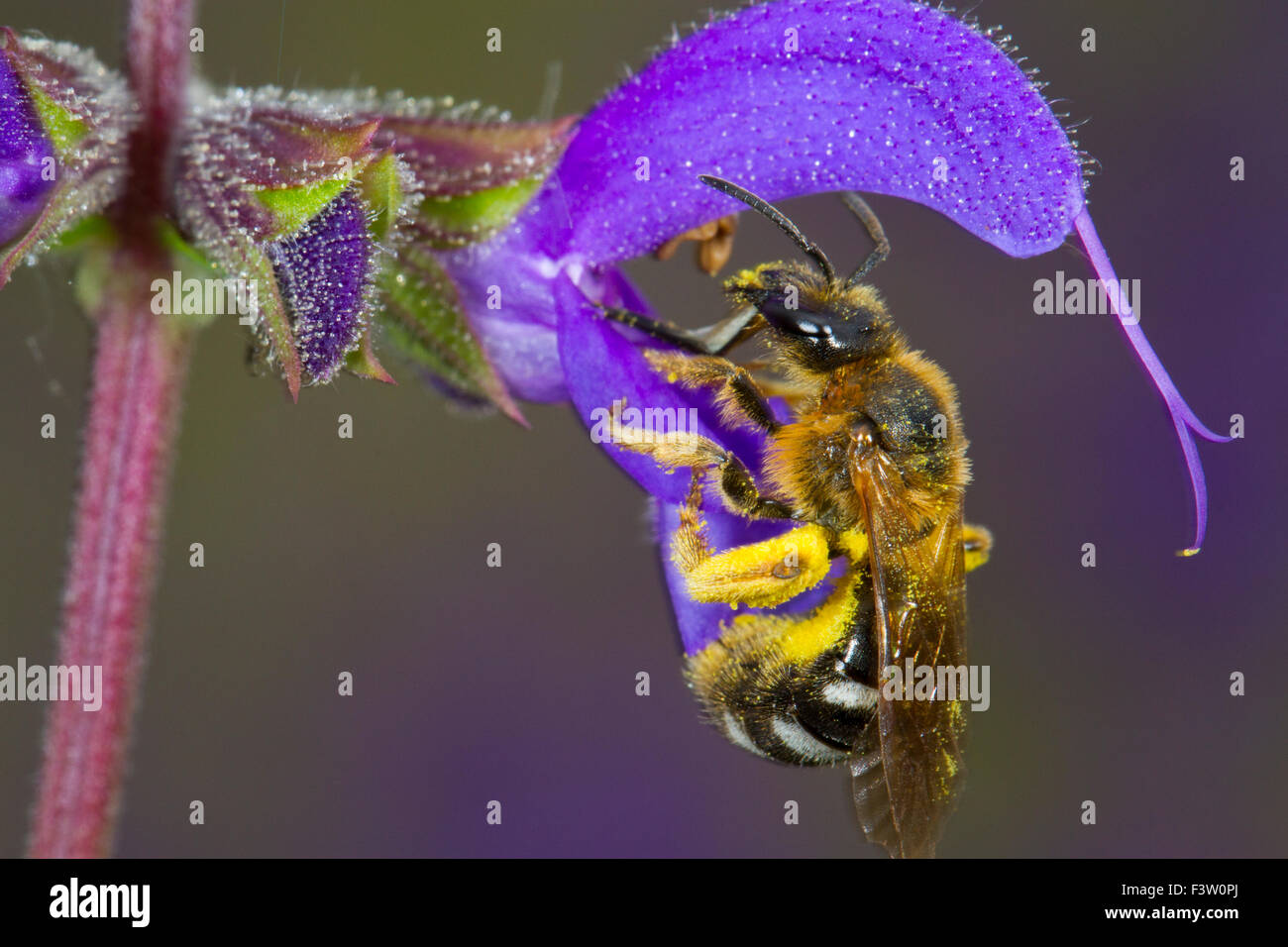 Einsame Biene (Früchte SP.) Erwachsenfrau Fütterung auf eine Wiese Salbei (Salvia Pratensis) Blume. Frankreich. Stockfoto