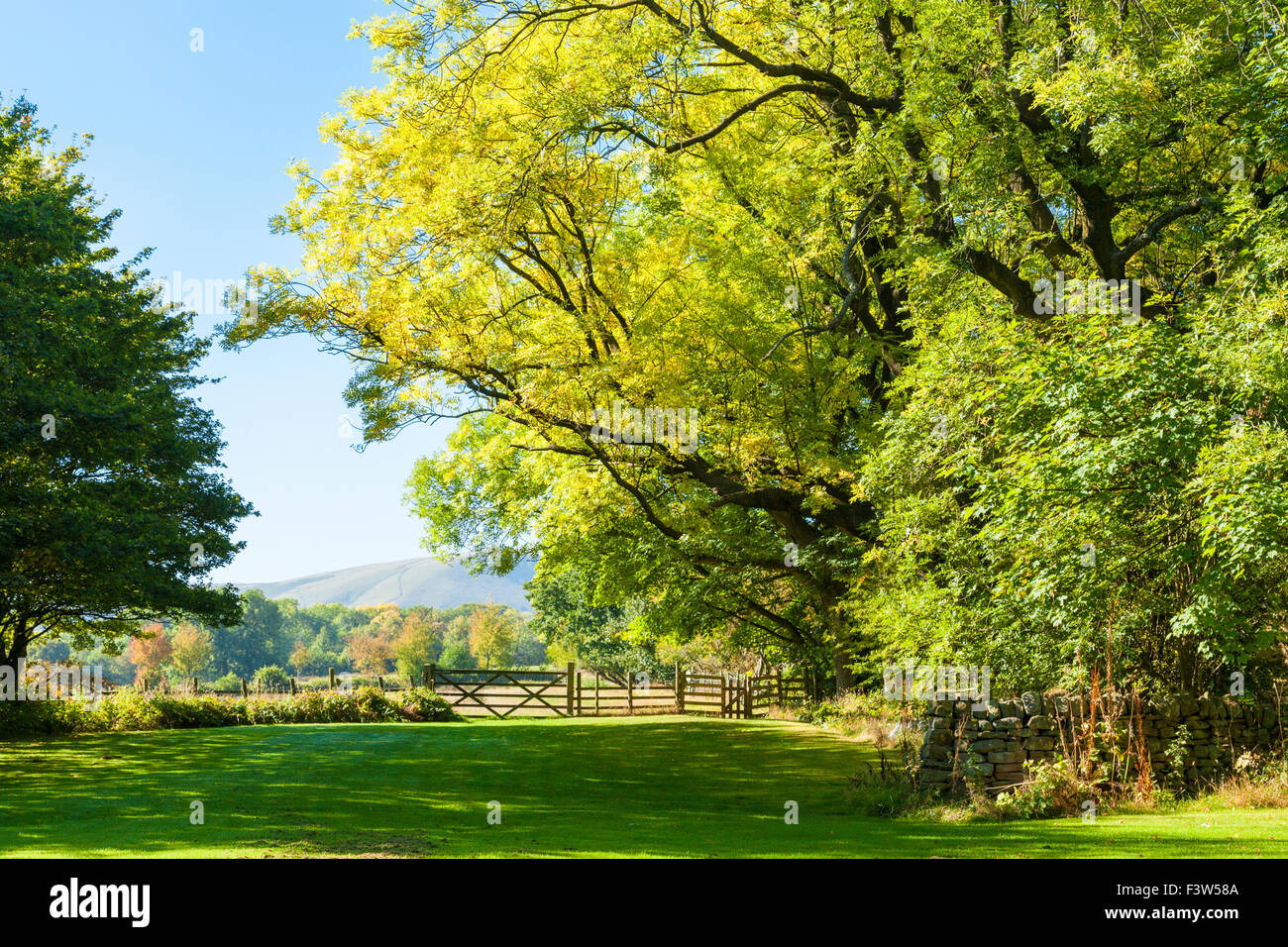 Bäume und ein Feld im Herbst im Peak District Landschaft. Alfreton, Derbyshire, Peak District National Park, England, Großbritannien Stockfoto