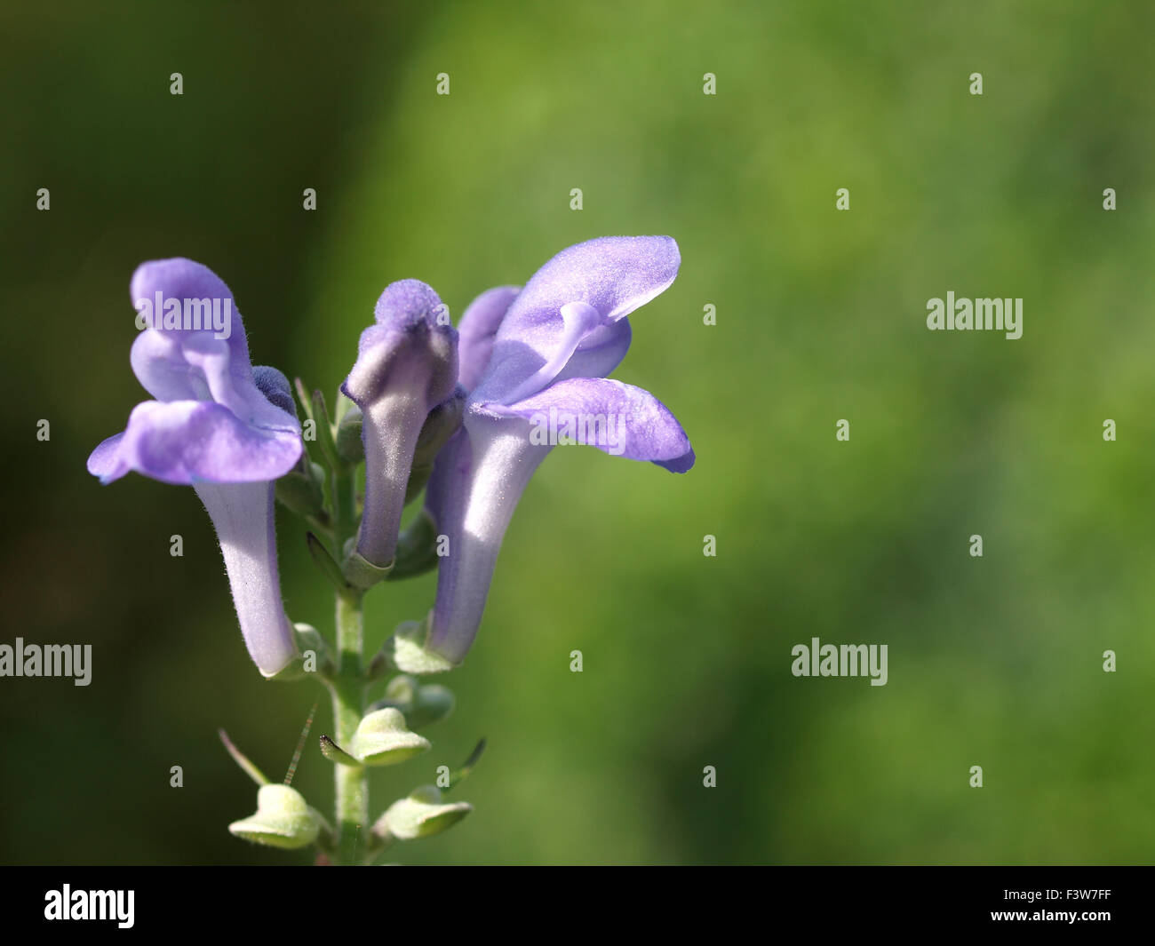 Helmkraut incana Stockfoto