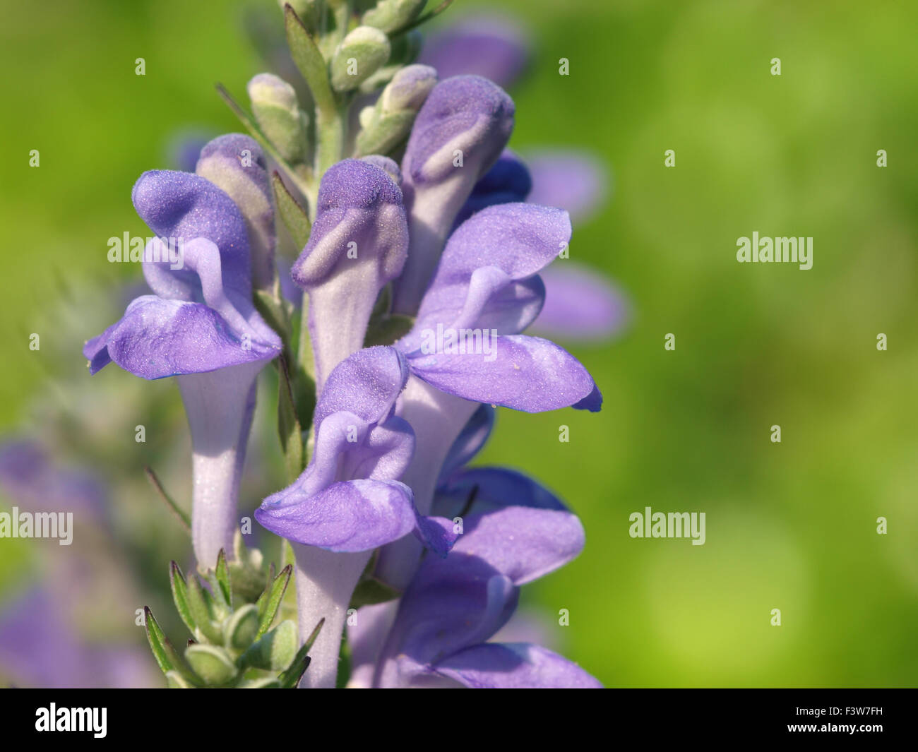 Helmkraut Stockfoto