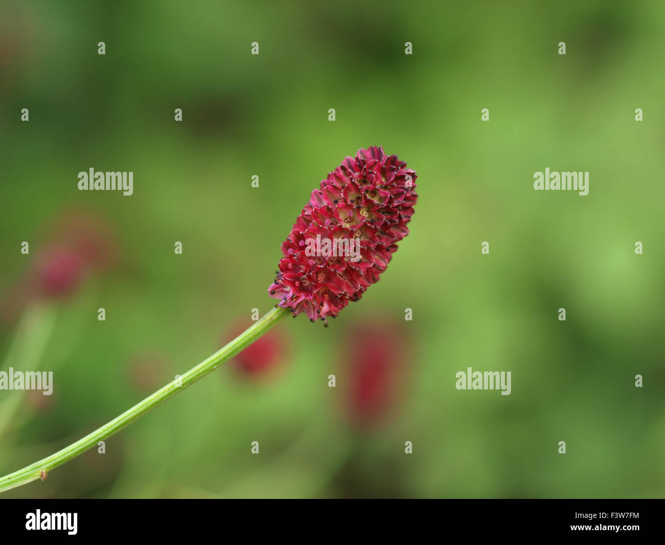 Sanguisorba Officinalis Red Thunder Stockfoto