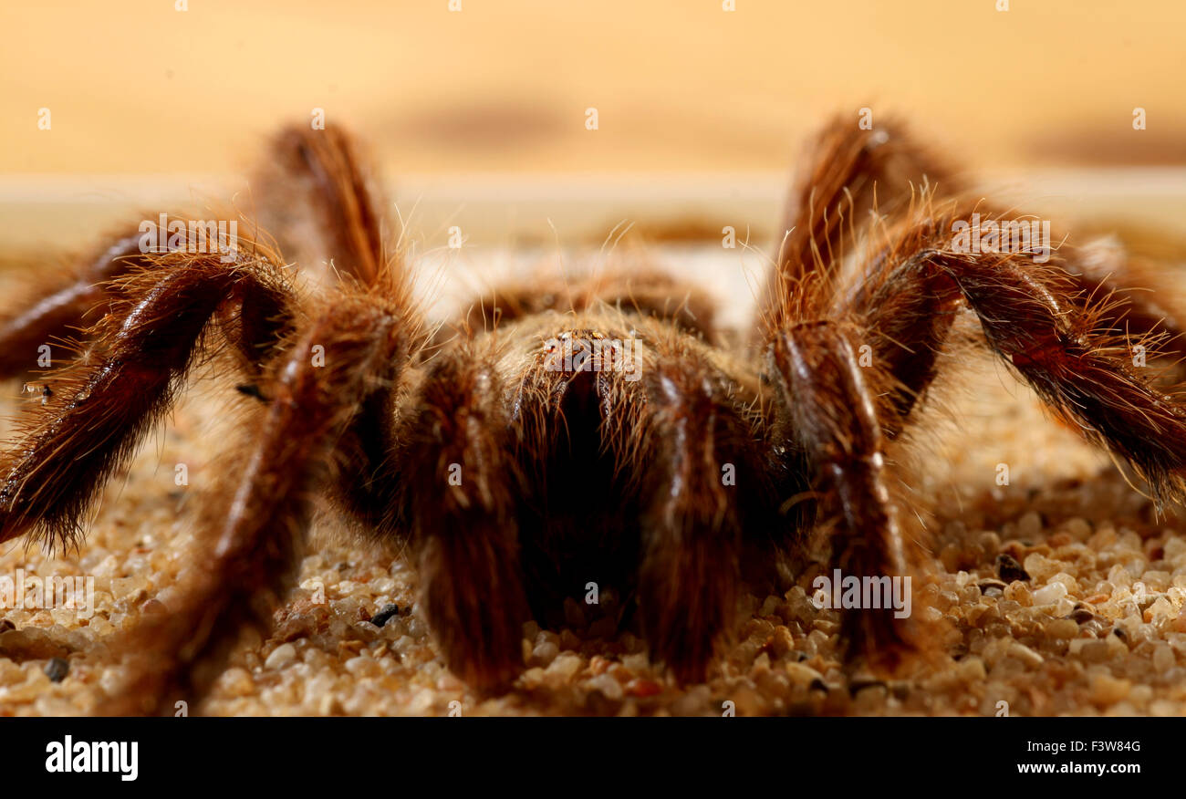 Vogel-Spinne Stockfoto