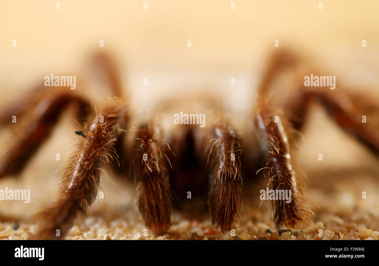 Vogel-Spinne Stockfoto