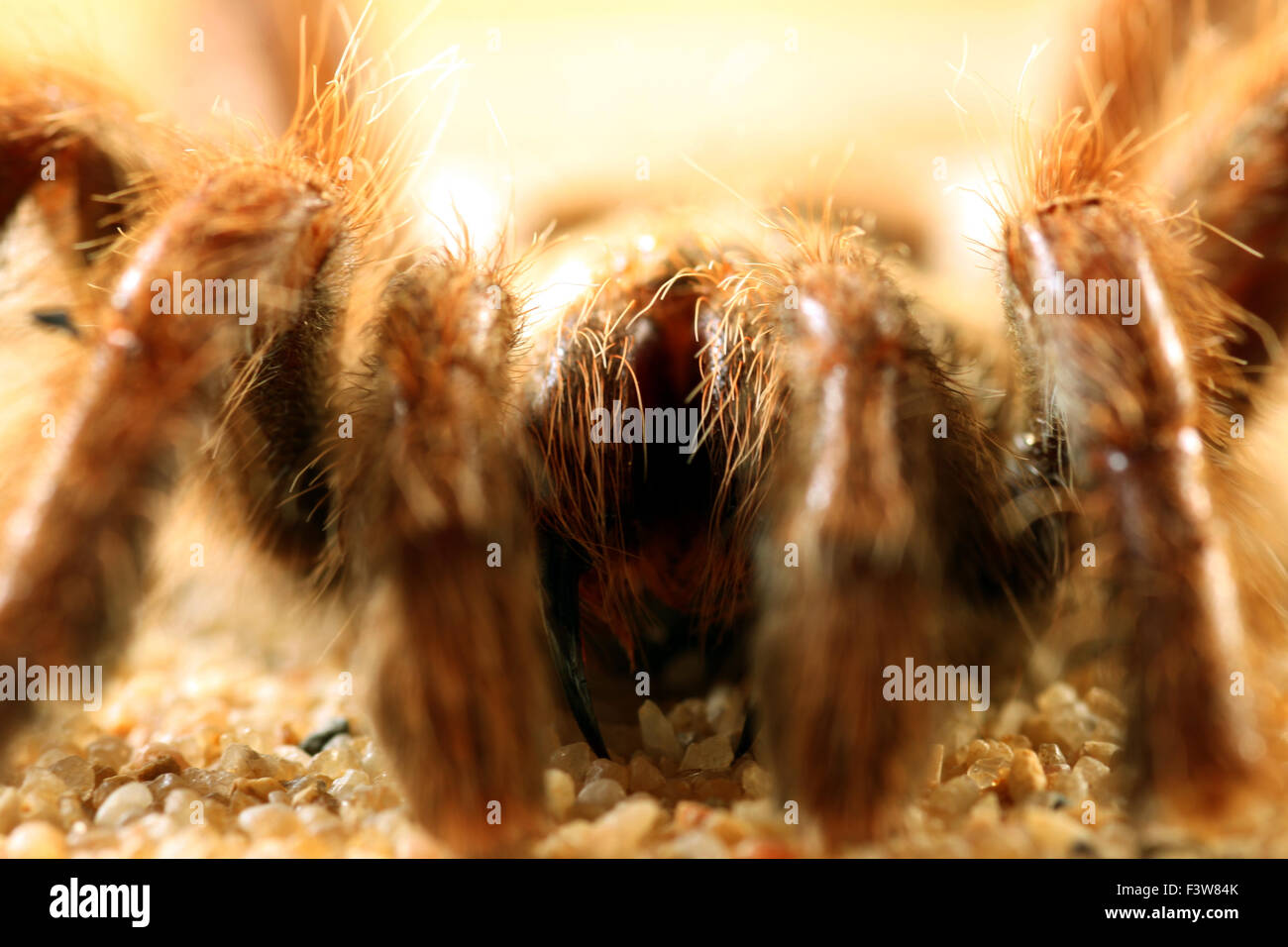 Vogel-Spinne Stockfoto