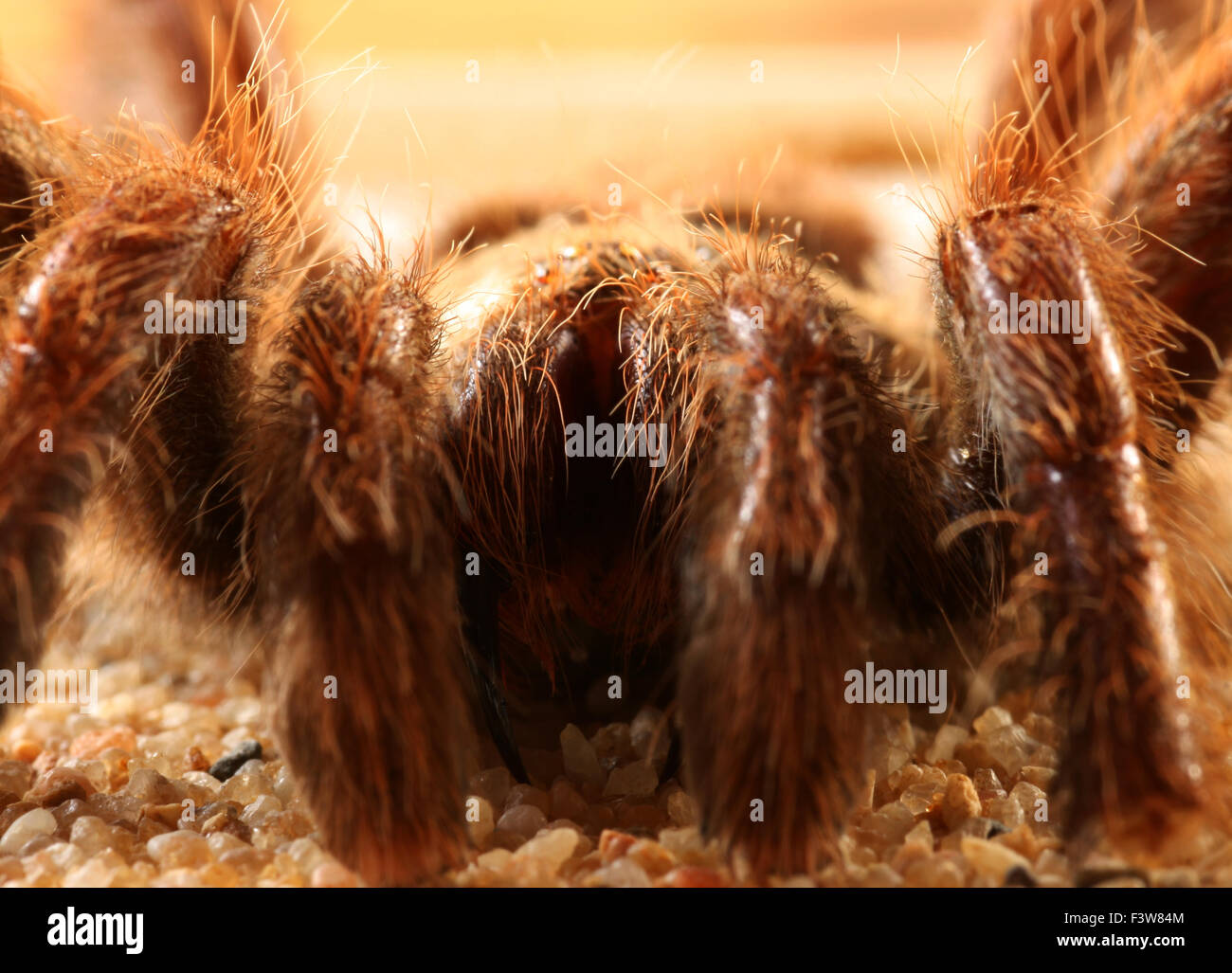 Vogel-Spinne Stockfoto