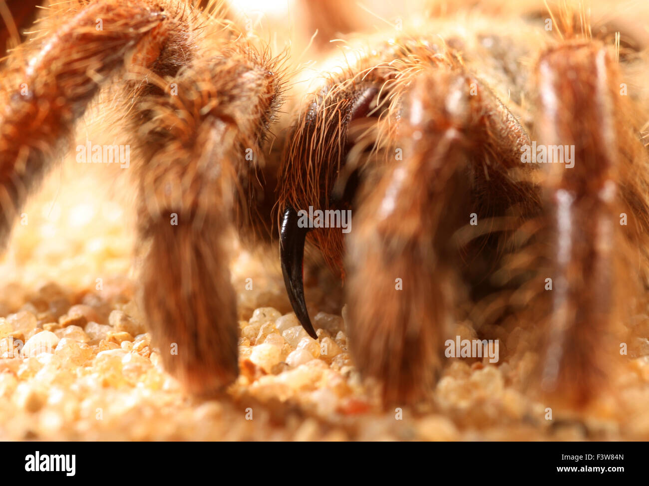 Vogel-Spinne Stockfoto