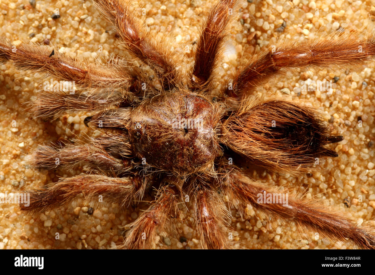 Vogel-Spinne Stockfoto