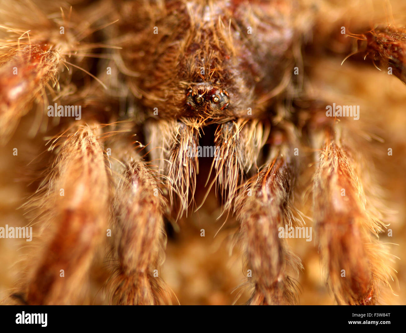 Vogel-Spinne Stockfoto