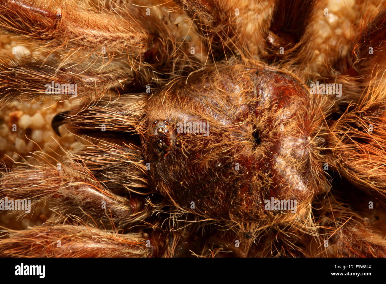 Vogel-Spinne Stockfoto