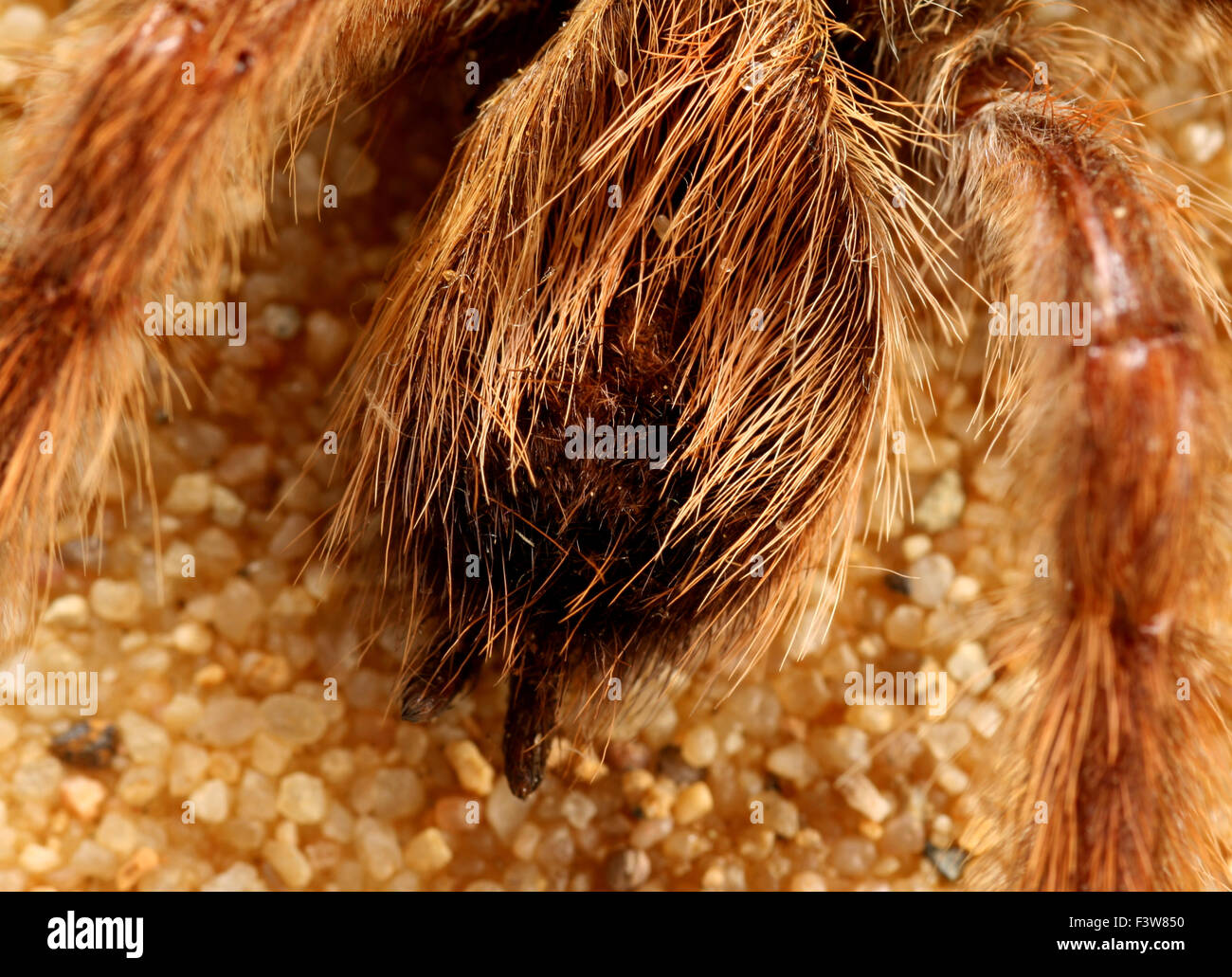 Vogel-Spinne Stockfoto