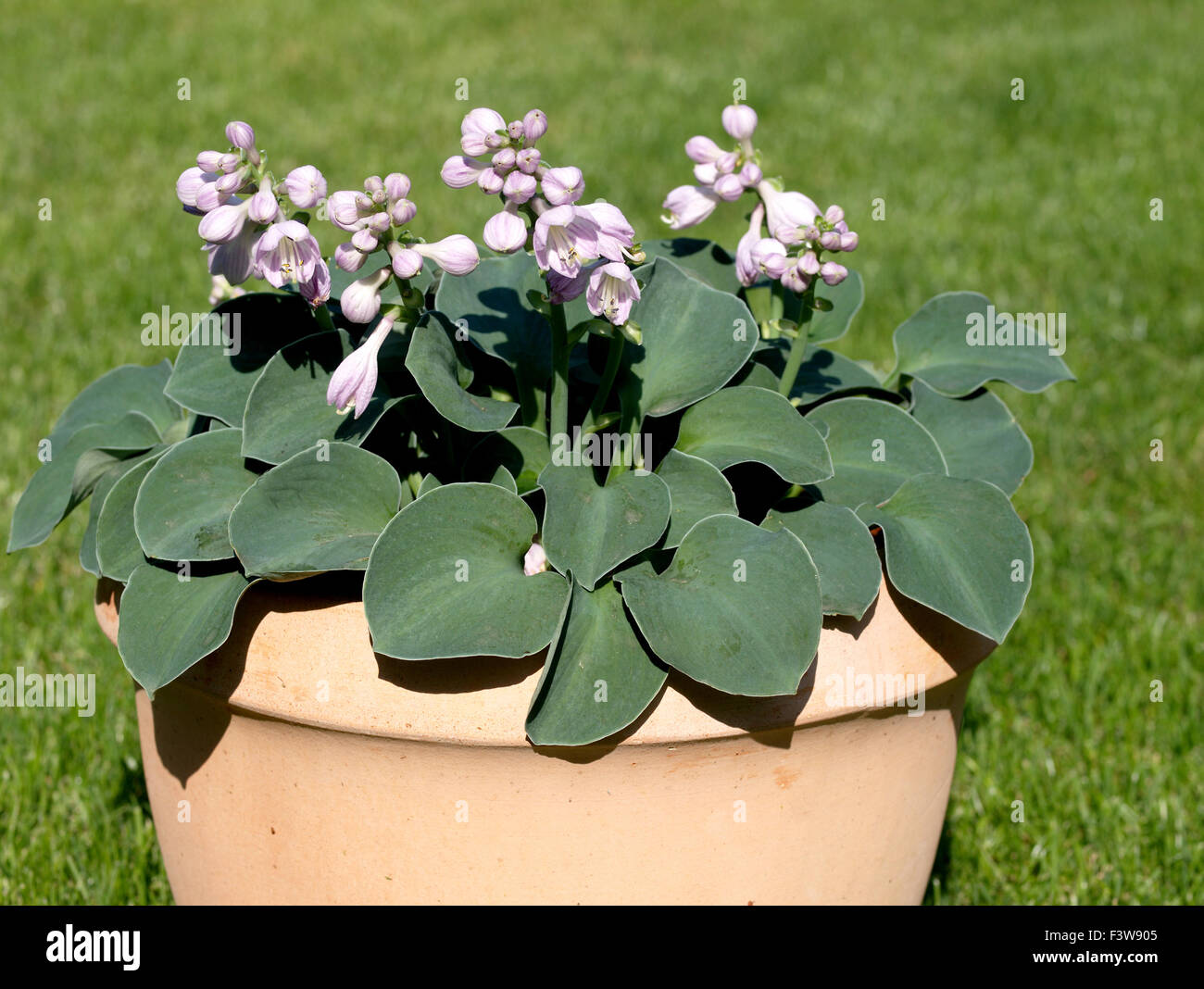 Hosta-blau-Mouse-Ohren Stockfoto