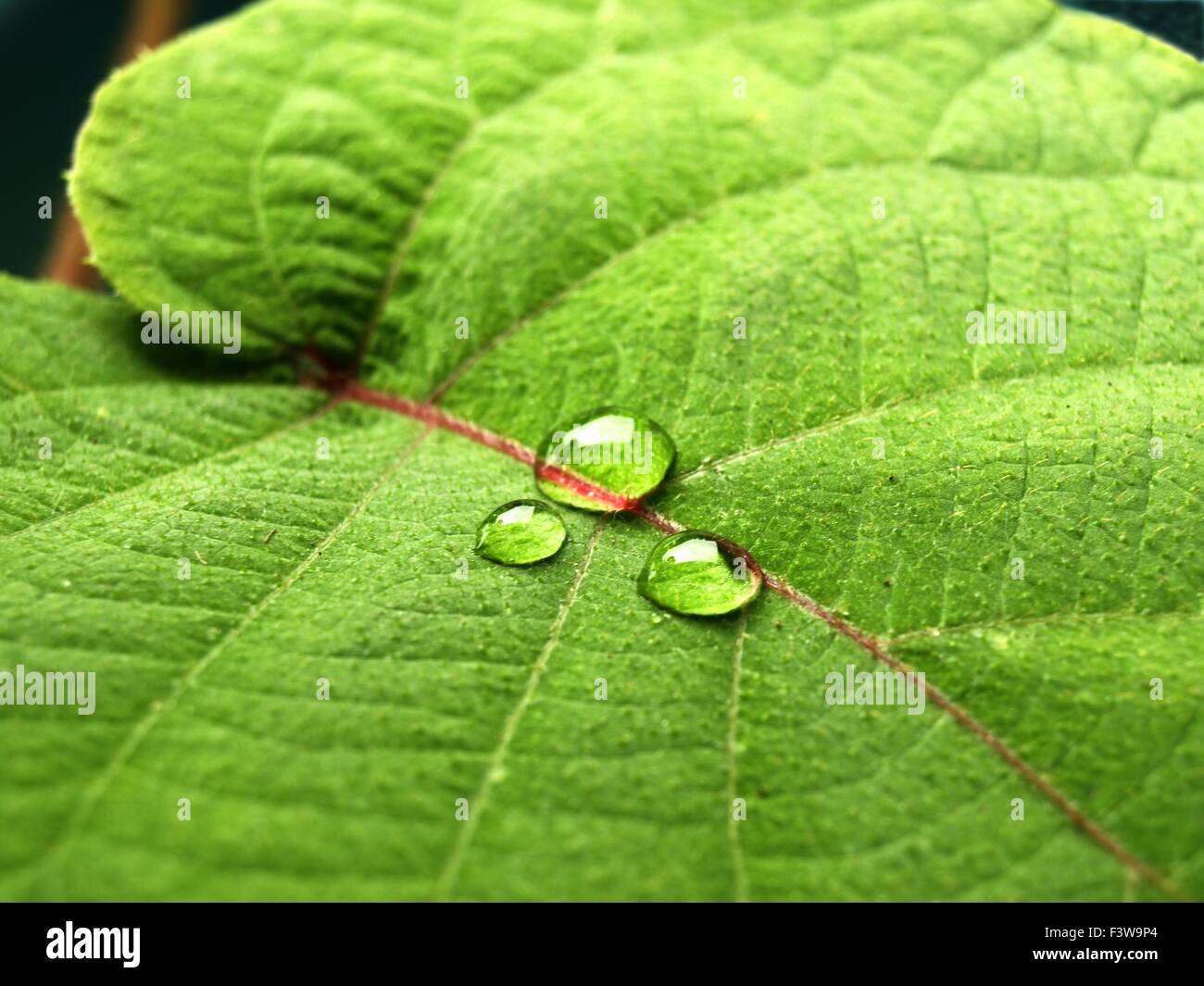 drei Tropfen Stockfoto