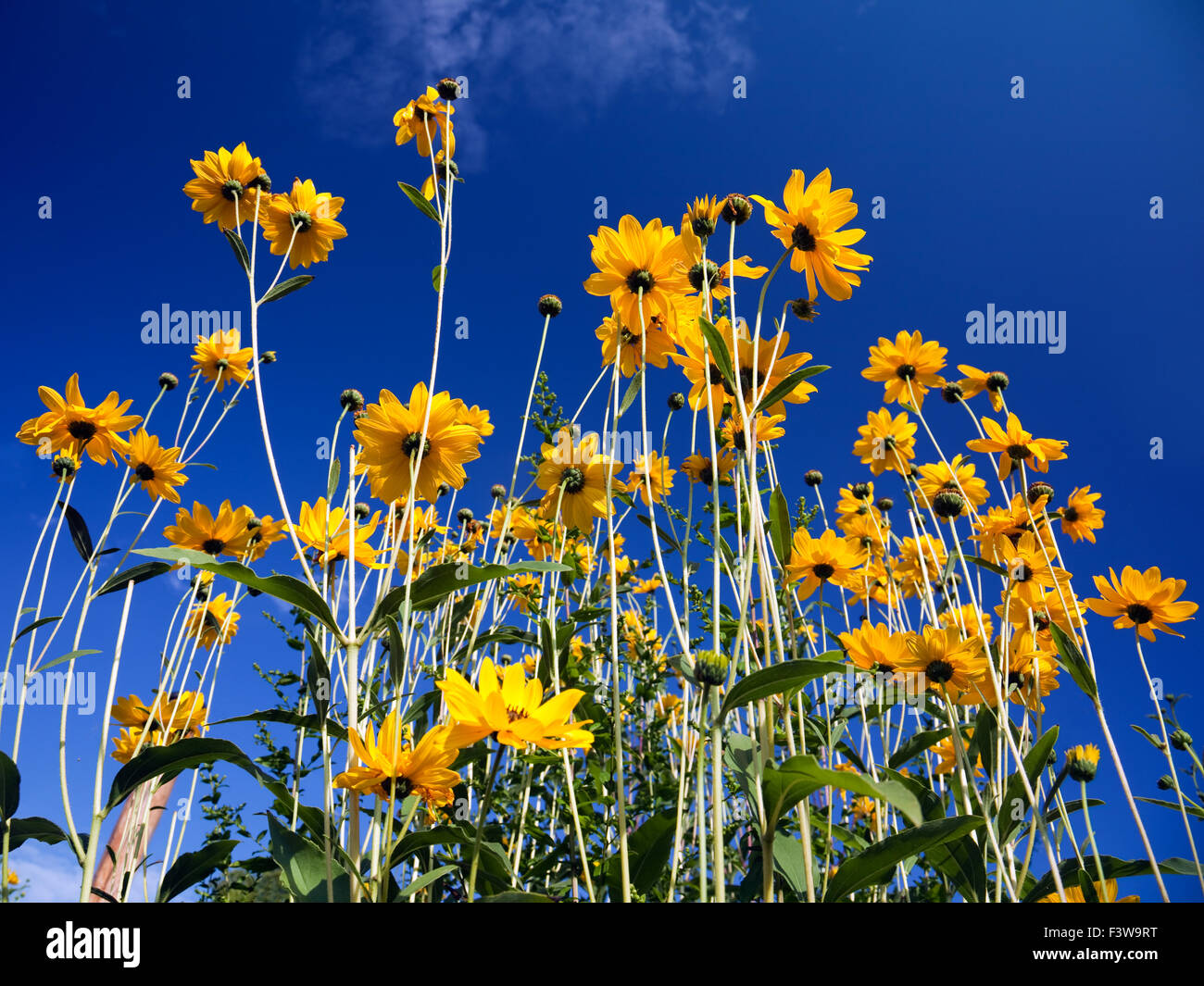 Rudbeckia Stockfoto