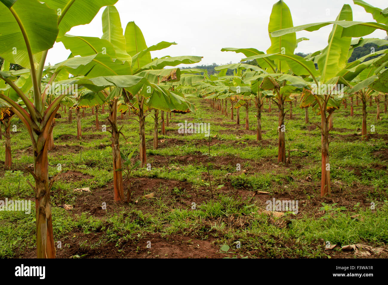 Bananenplantage in Südamerika Stockfoto