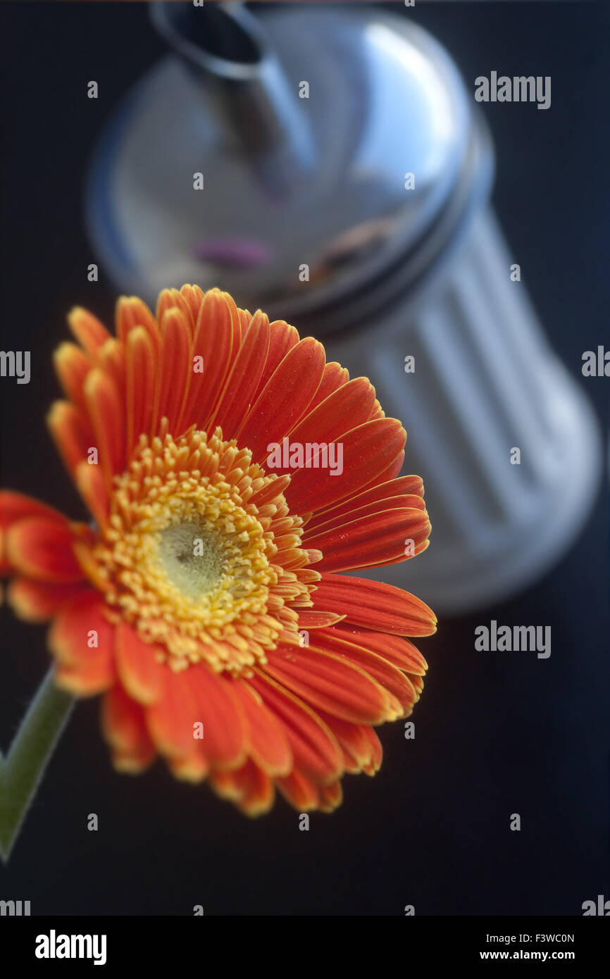 Orange Gerbera Blume und Zucker dispenser Stockfoto
