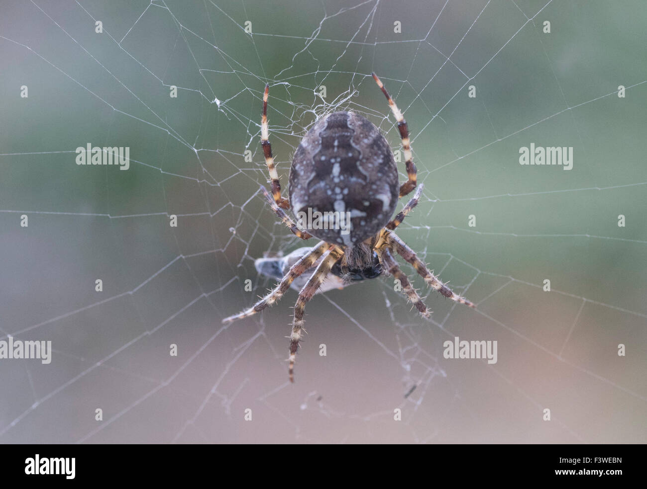 Spinne im Netz mit überdachten Beute auf einem abstrakten Hintergrund Stockfoto